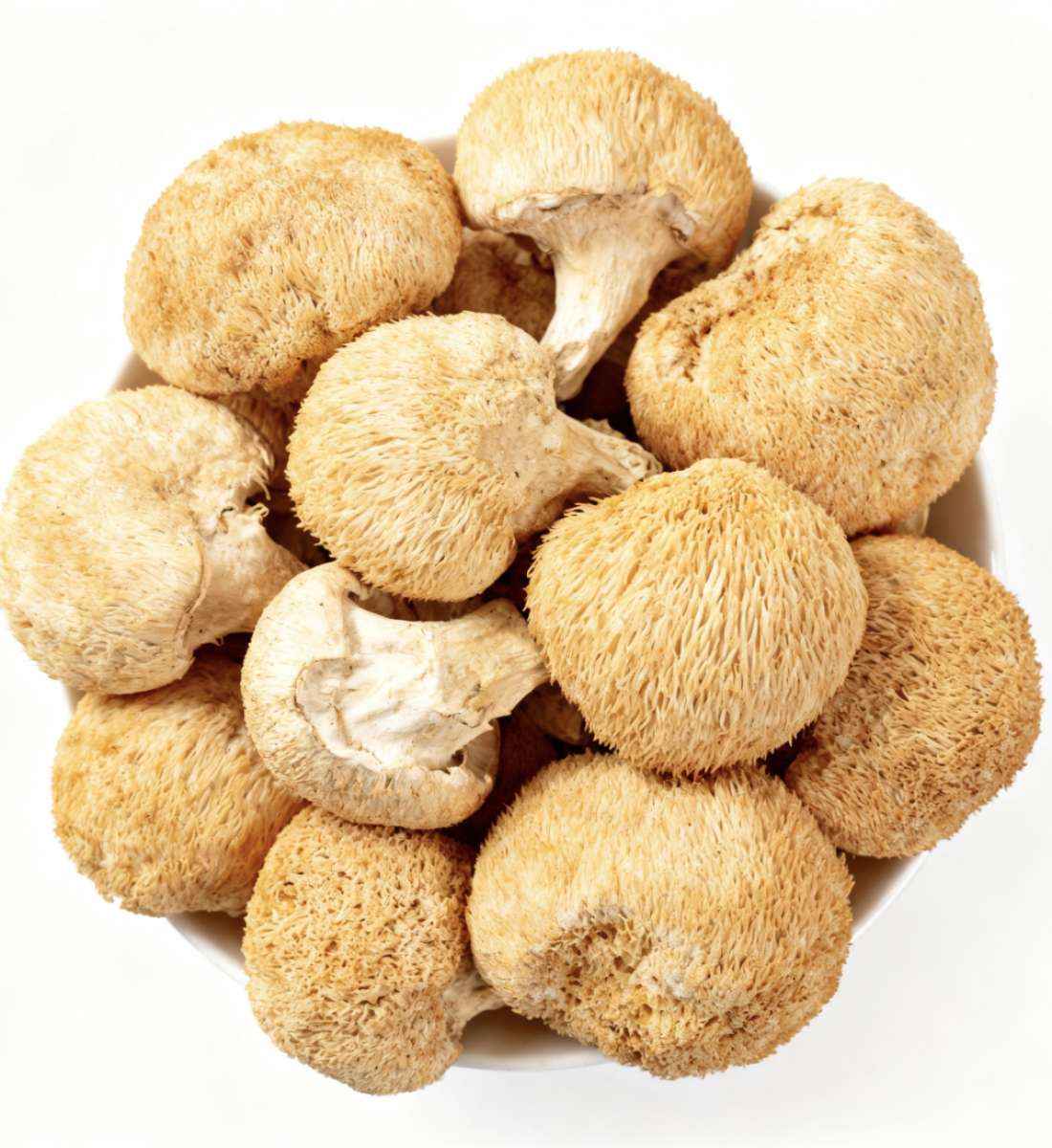 Сушеный ежовик гребенчатый