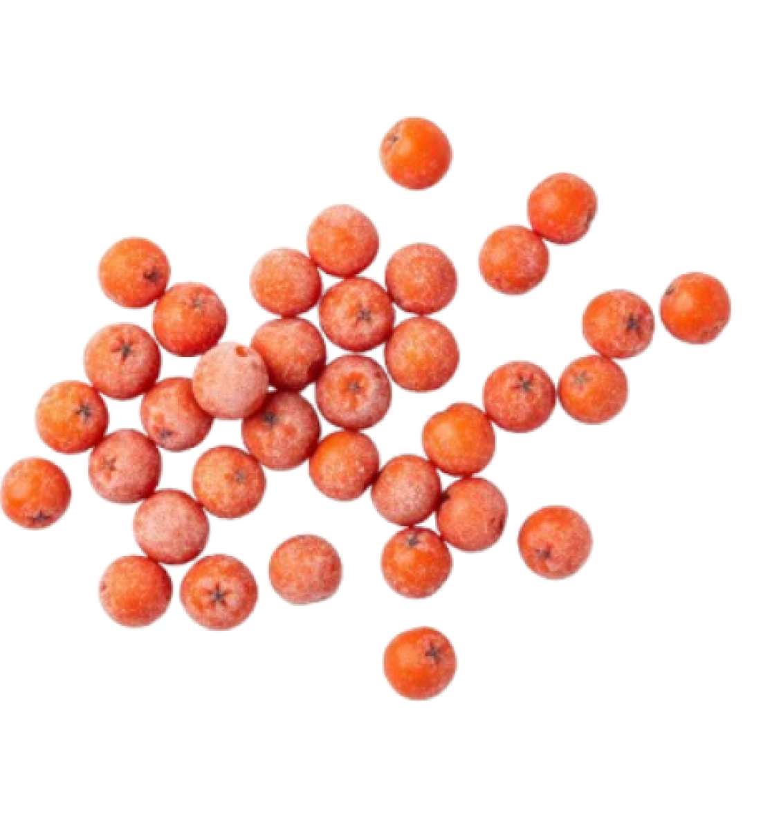 Рябина красная замороженная