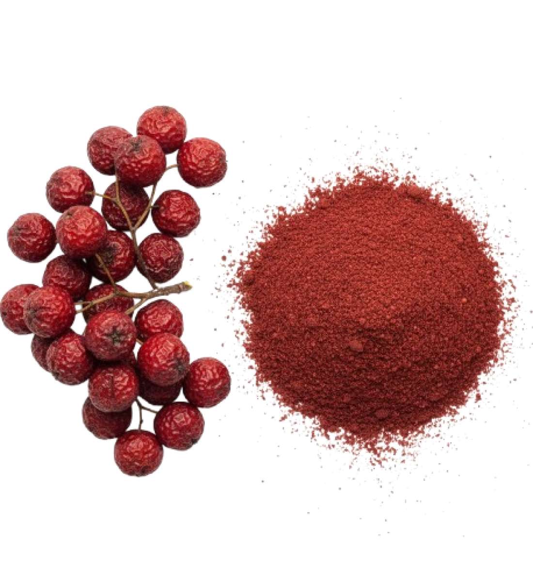 Рябина красная